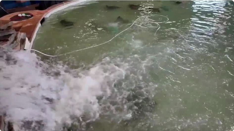 Detroit Zoo wildlife tank filled and in service after coating